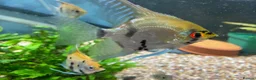 Angelfish fish for sale: Angelfish  - Advert 5