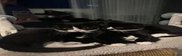 Mixed Breed cats for sale: Adorable kittens  - Advert 3