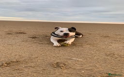 Mixed Breed dogs for sale: American bulldog  - Advert 8