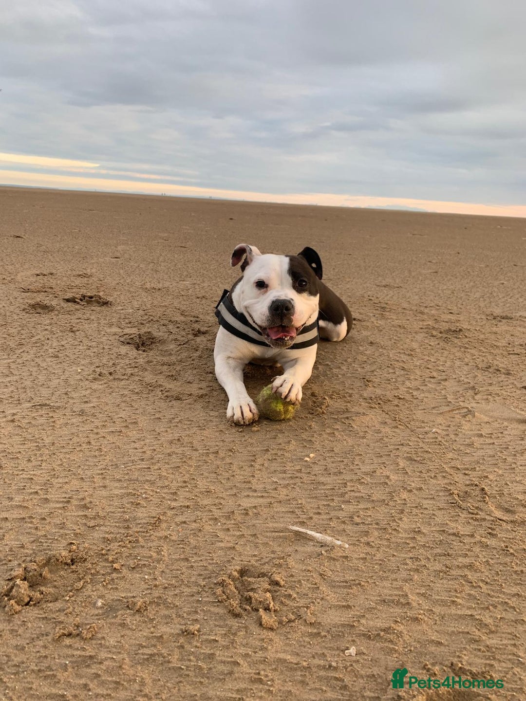 Mixed Breed dogs for sale: American bulldog  - Advert 8