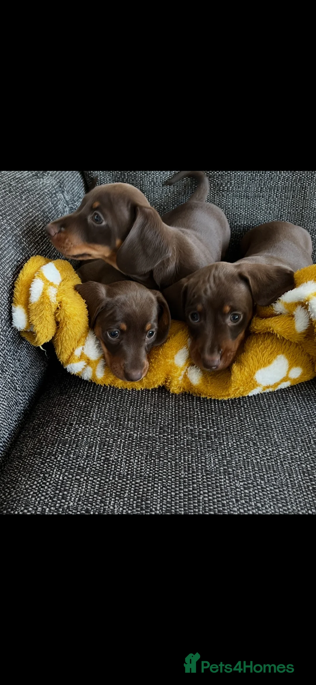 Miniature Dachshund dogs for sale: Genuine miniature dachshund  - Advert 2