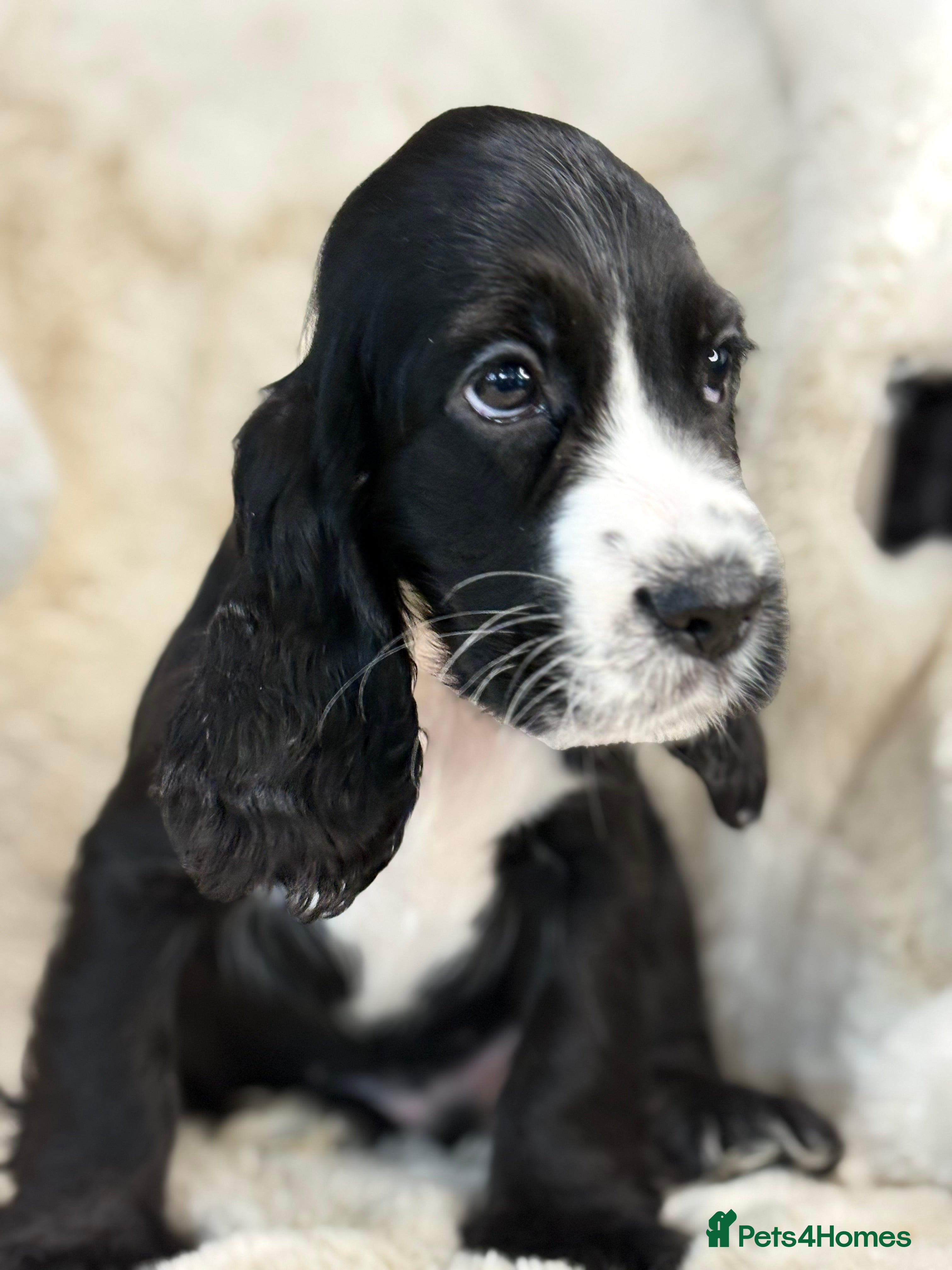 Cocker Spaniel dogs Top quality cocker spaniel pups  - Advert 14