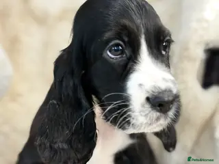 Cocker Spaniel dogs Top quality cocker spaniel pups - Advert 14