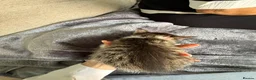 Mixed Breed cats for sale: 7 gorgeous mixed breed kittens  - Advert 8