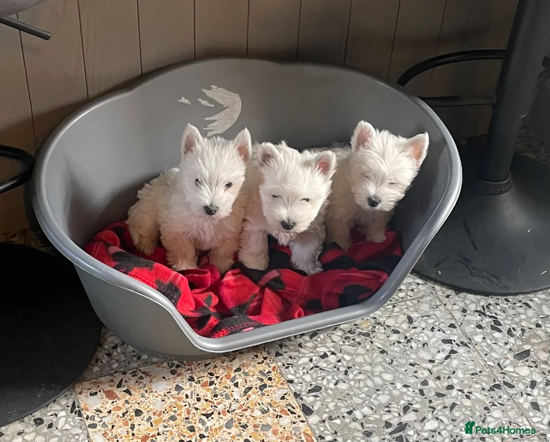 West Highland Terrier dogs for sale: Beautiful Westie’s for sale  - Advert 13