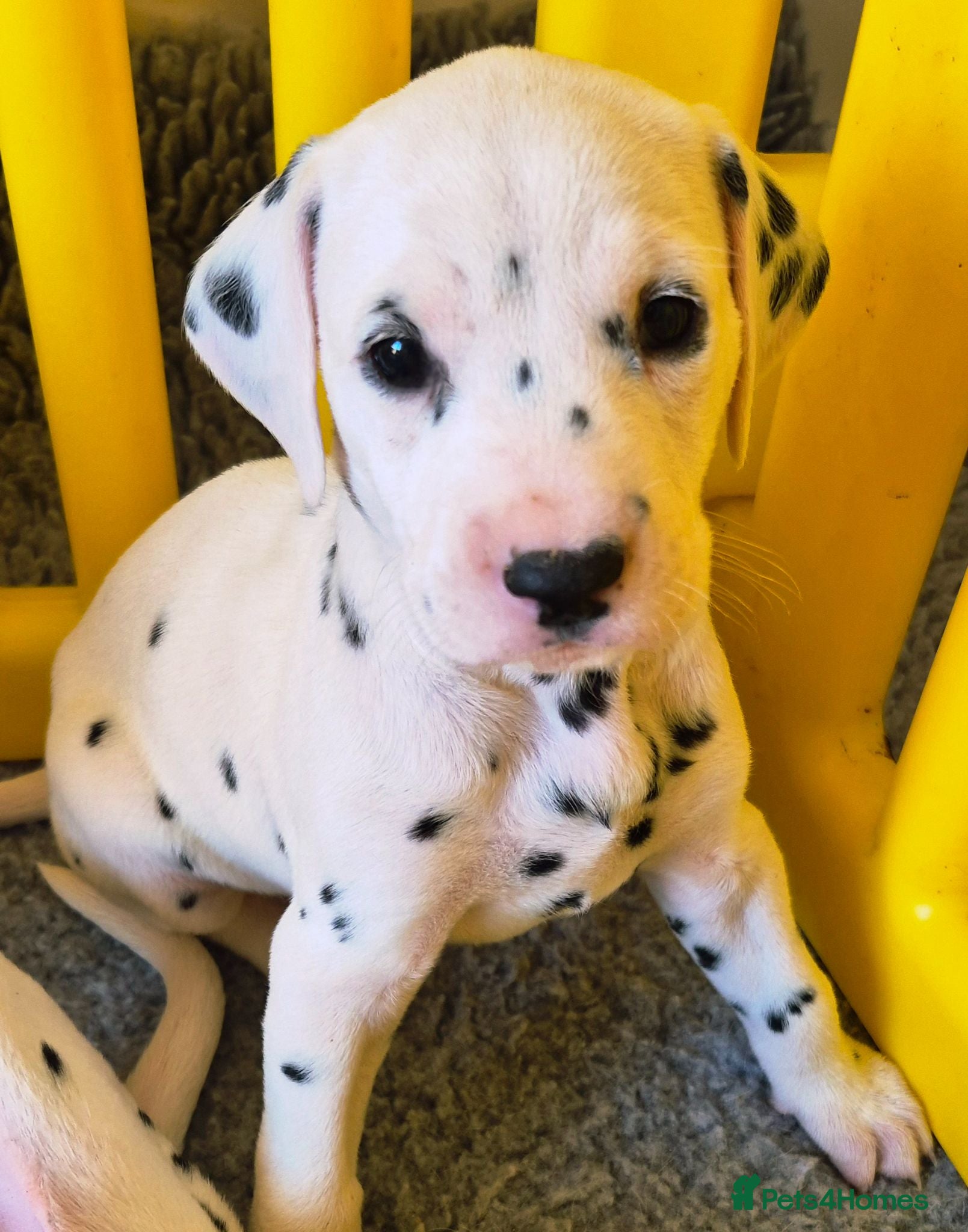 Dalmatian dogs SUPERB KC REGISTERED DALMATIANS - Advert 1