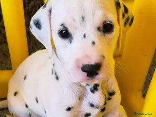 Dalmatian dogs SUPERB KC REGISTERED DALMATIANS - Advert 1