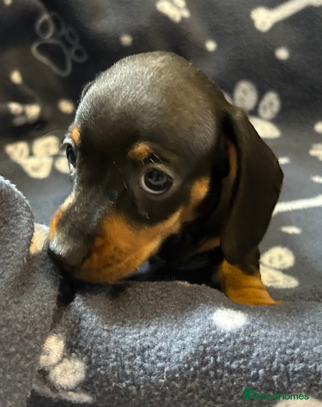 Miniature Dachshund dogs for sale: Stunning Miniature Dachshund Pups - Image 4