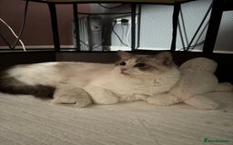 Ragdoll cats for sale: Champion Bloodline Seal Bicolour Ragdoll Girl - Image 12