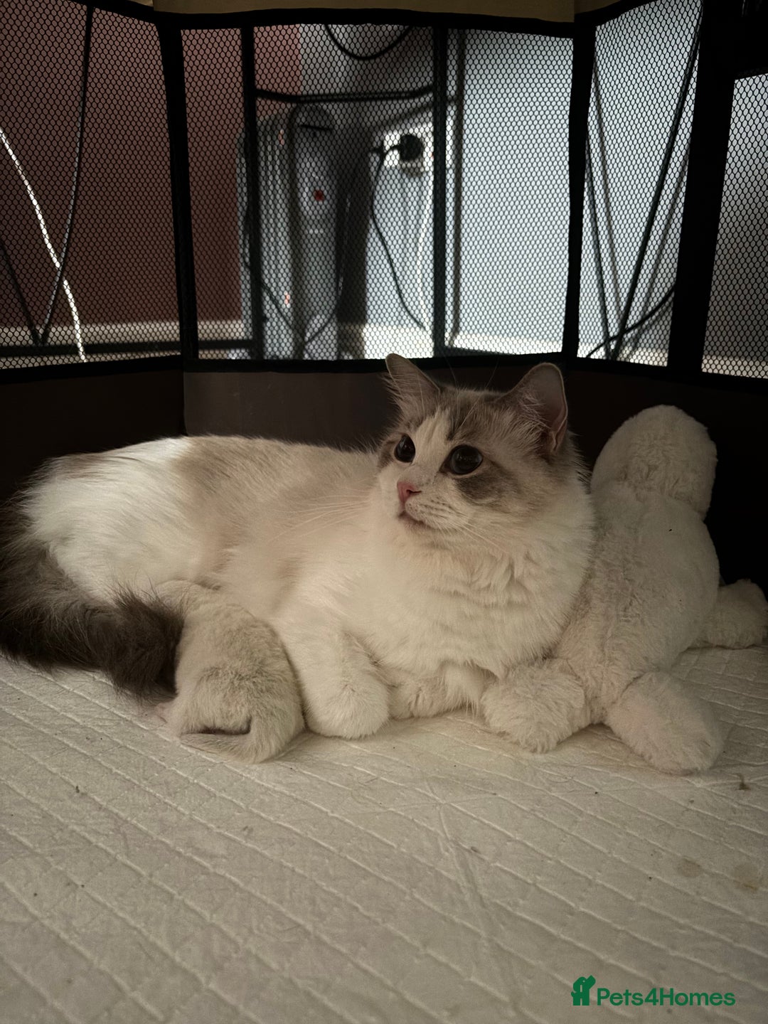 Ragdoll cats for sale: Champion Bloodline Seal Bicolour Ragdoll Girl - Image 12