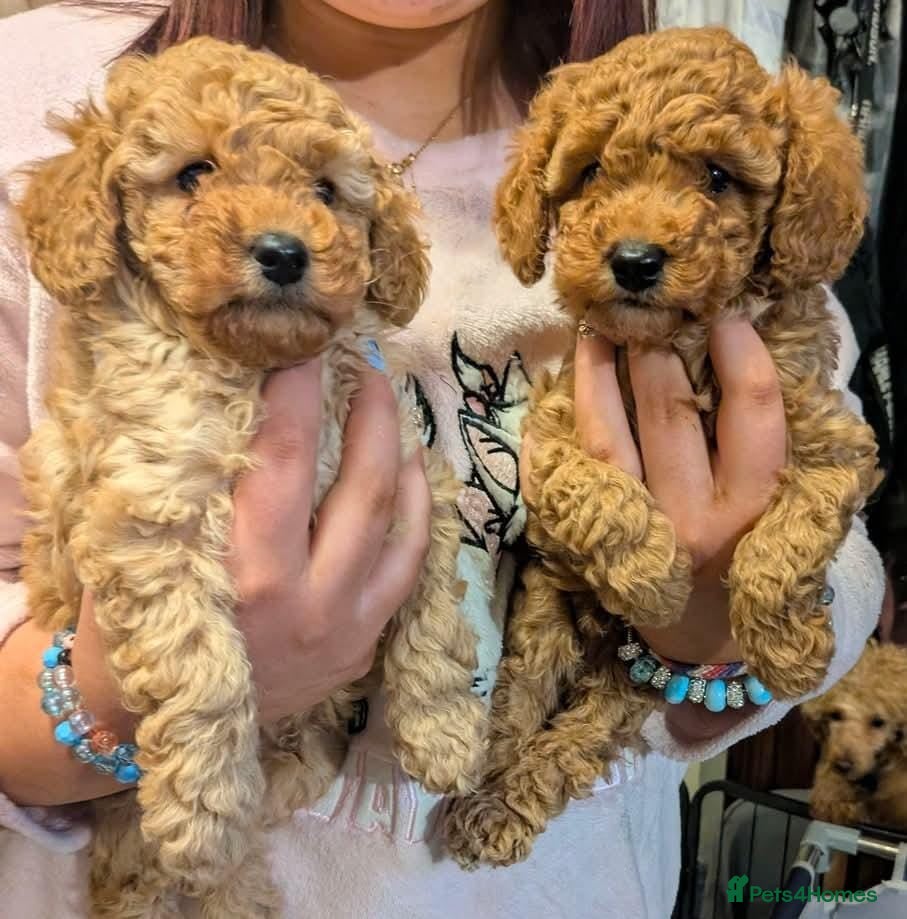 Toy Poodle dogs Toy poodle pups - Advert 2