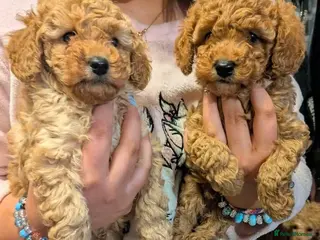 Toy Poodle dogs Toy poodle pups - Advert 3