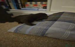 Springador dogs for sale: Two springador puppies - Image 18