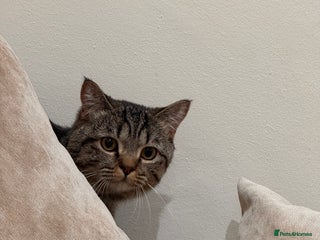 British Shorthair cats - Advert 23