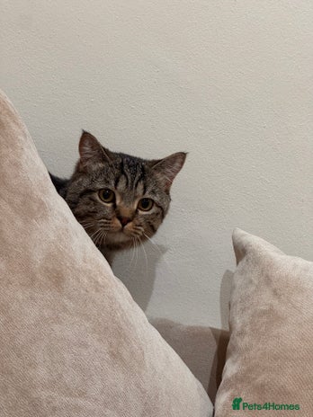 British Shorthair cats - Advert 12