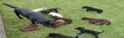 Labrador Retriever dogs for sale: Quality Health Tested Labrador Puppies - Advert 16