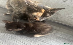 Mixed Breed cats for sale: British short hair female kittens  - Image 5