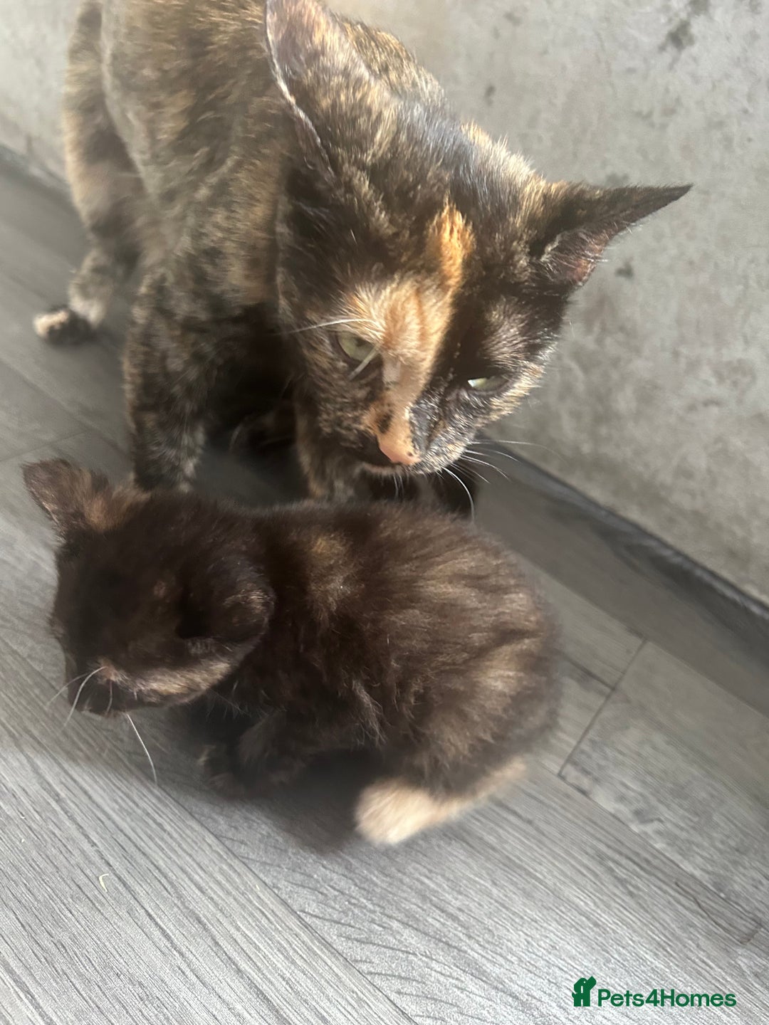 Mixed Breed cats for sale: British short hair female kittens  - Image 5