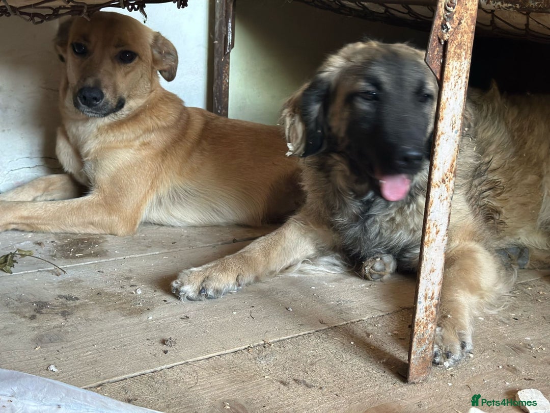 Mixed Breed dogs for adoption: 🐾🩷Superb young KATY needs a Loving Home🐾🏡 - Image 9