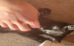 British Longhair cats for sale: 1 x British Long Hair & 2 x British Short Hair - Image 17