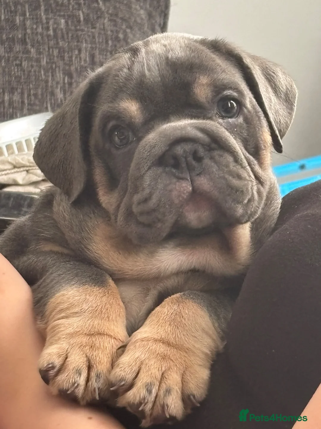 English Bulldog dogs for sale: Female English bulldog  - Advert 1