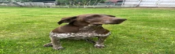 German Shorthaired Pointer dogs for sale: Beautiful KC Registered Female GSP | 5 Years Old  in Ilford - Advert 3