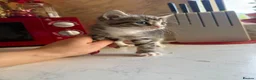 Domestic Shorthair cats for sale: 4 Beautiful Kittens in Wolverhampton - Advert 7