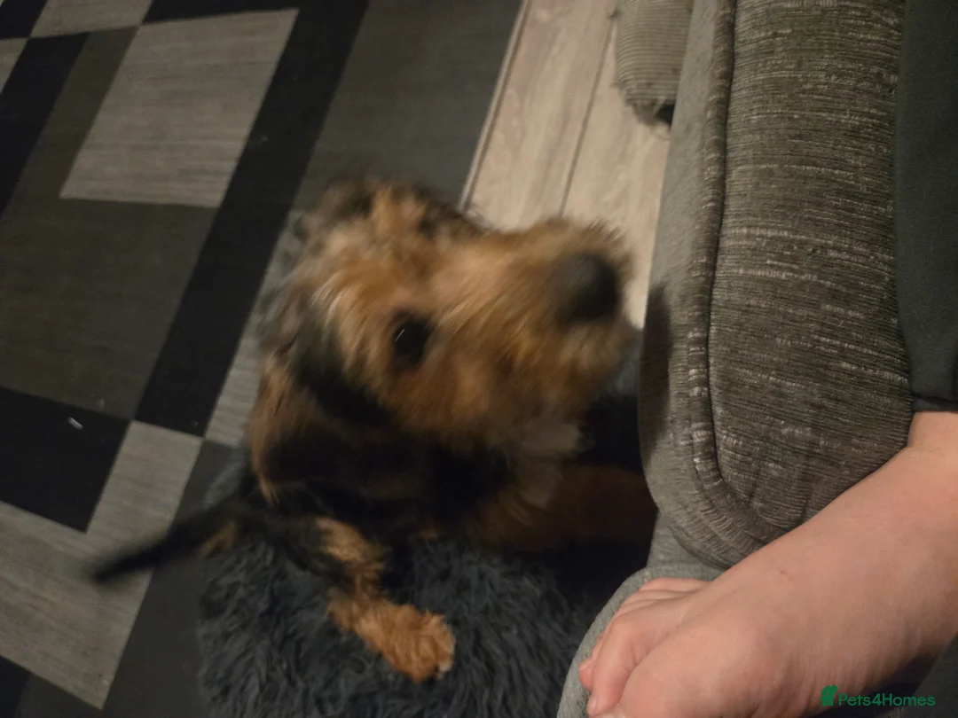 Jackapoo dogs for sale: Beautiful Jackapoo 4 month old male - Advert 5