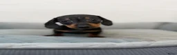 Dachshund dogs for sale: Miniature Dachshund  - Advert 11