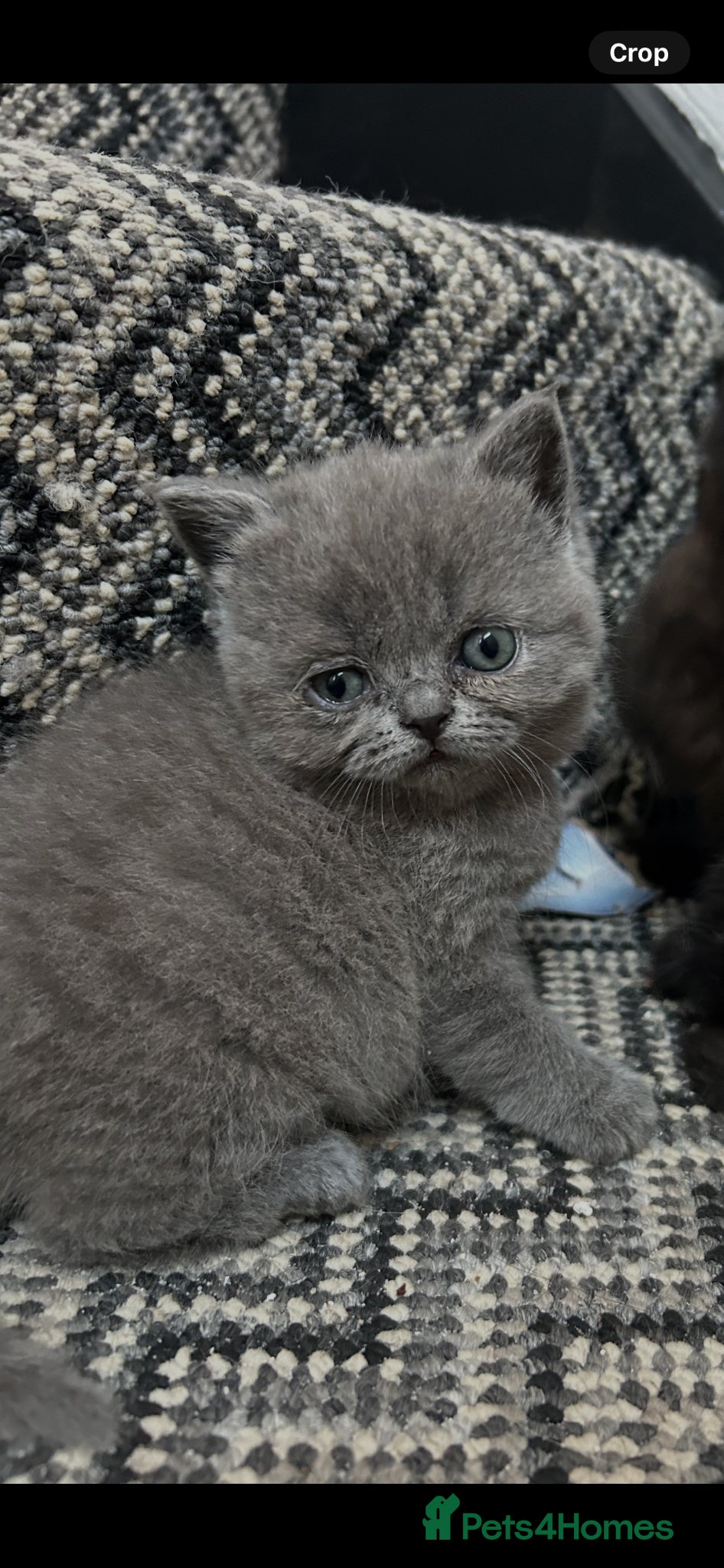 Mixed Breed cats British short hair/persian - Advert 17