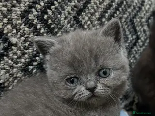 Mixed Breed cats British short hair/persian - Advert 17