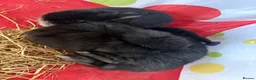 Mini Lion Lop rabbits for sale: 3x boy bunnies pure black  - Advert 2