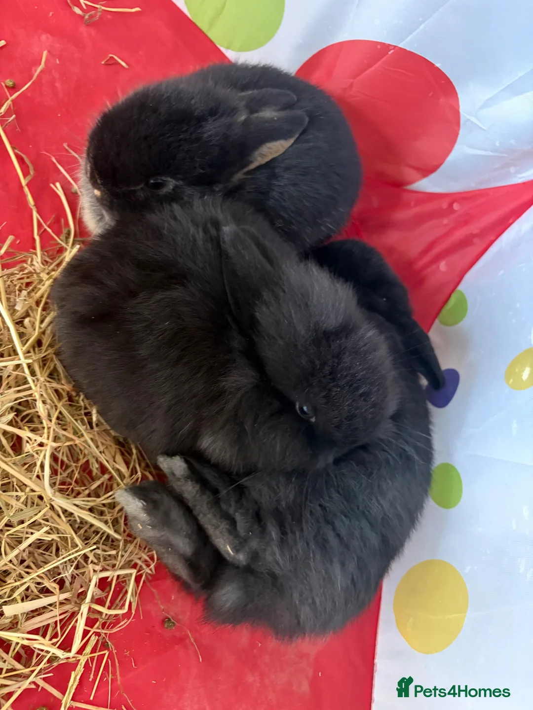 Mini Lion Lop rabbits for sale: 3x boy bunnies pure black  - Advert 2