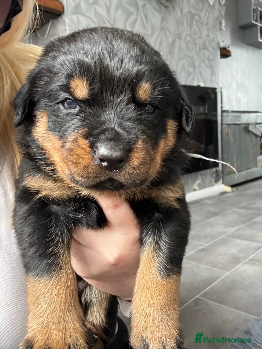 Rottweiler dogs for sale: Rottweiler pups - Advert 2