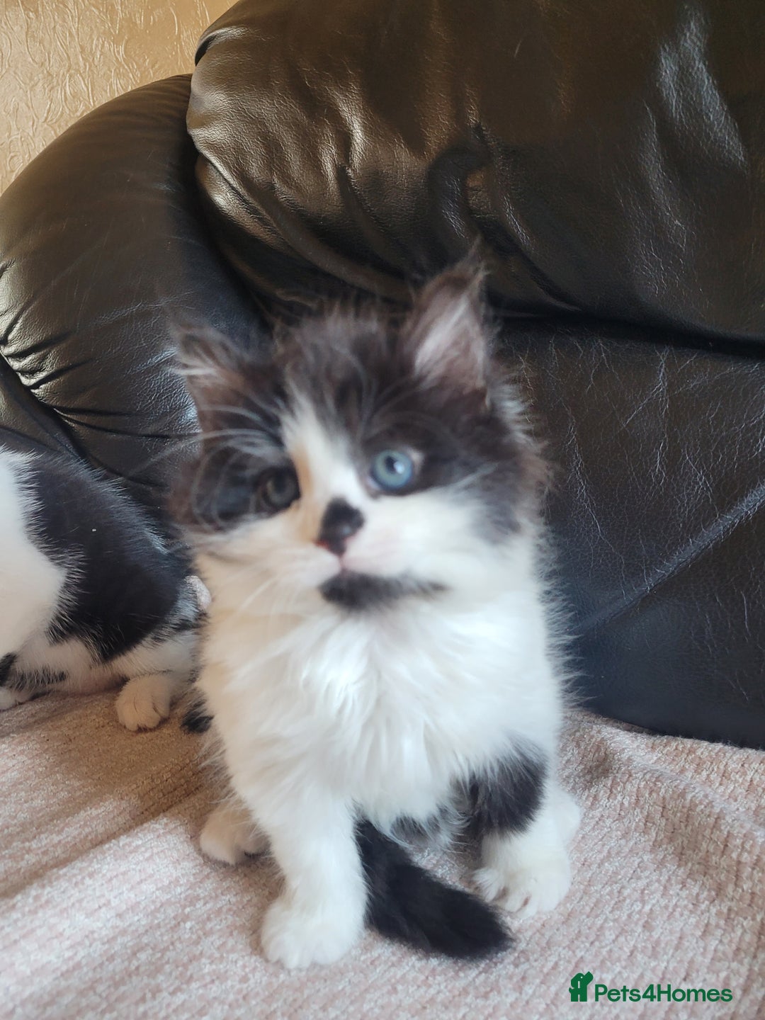 Turkish Angora cats for sale: Pure Turkish Angora - Image 1