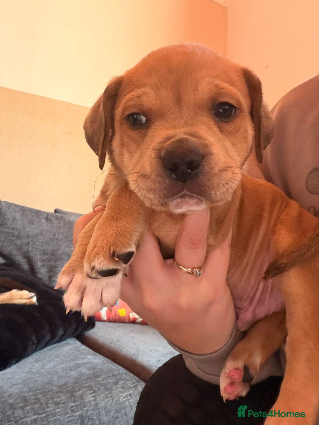 Mixed Breed dogs for sale: Puppies for sale - Advert 15