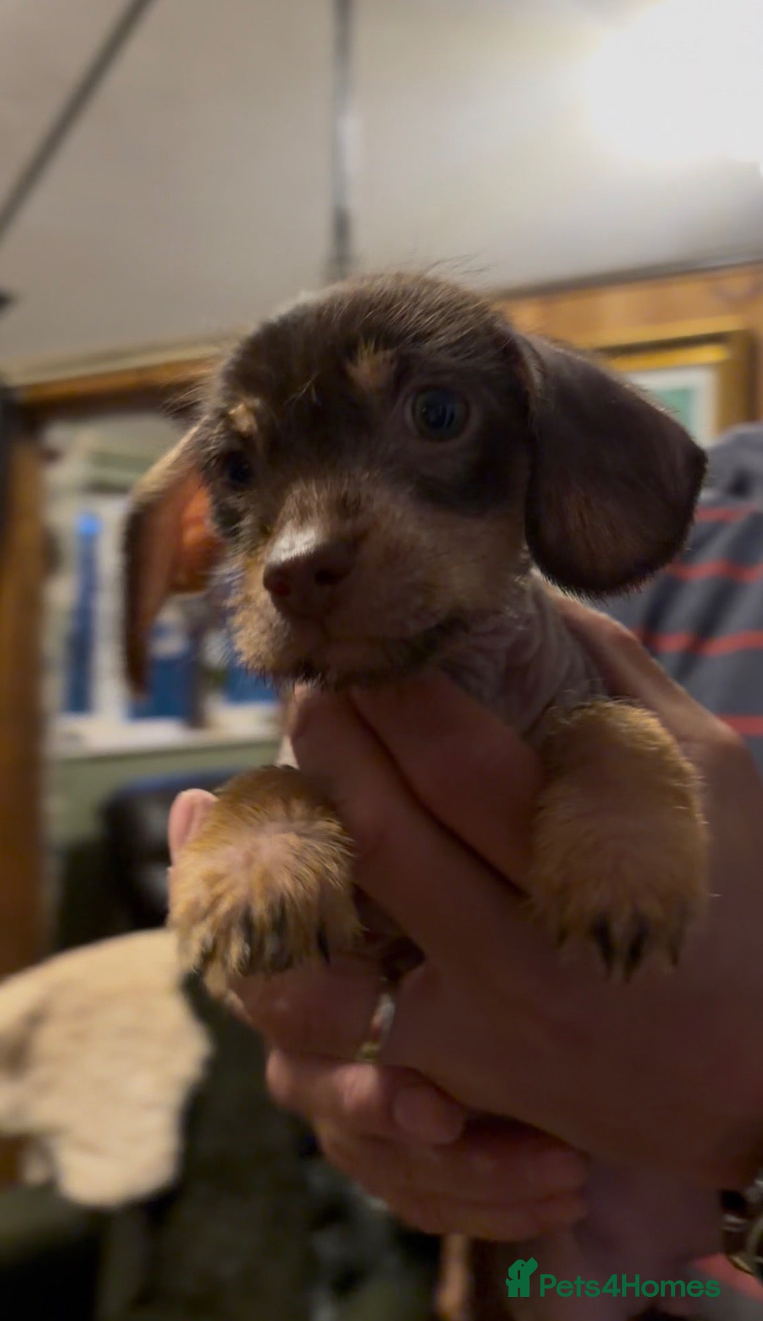 Mixed Breed dogs Chichi x mini wirehaired dachshund  - Advert 2