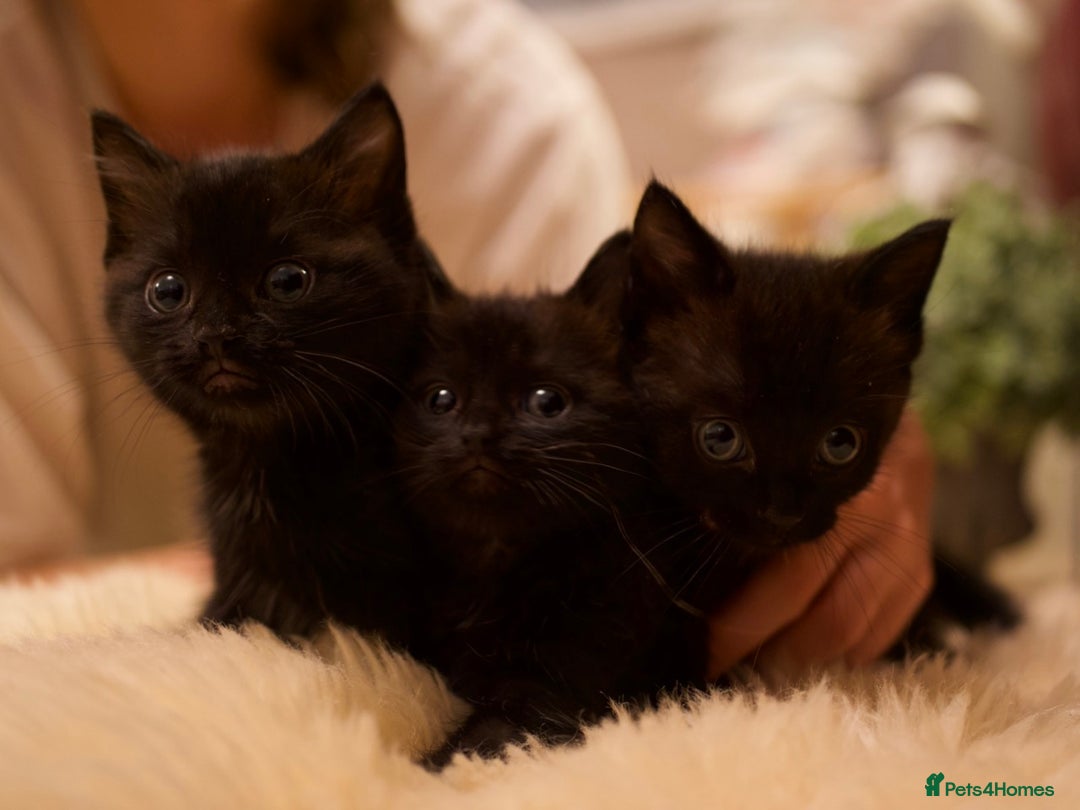 Mixed Breed cats for sale: Gorgeous Maine-Coon/Ragdoll/Bombay Mix Kittens!!! - Image 2