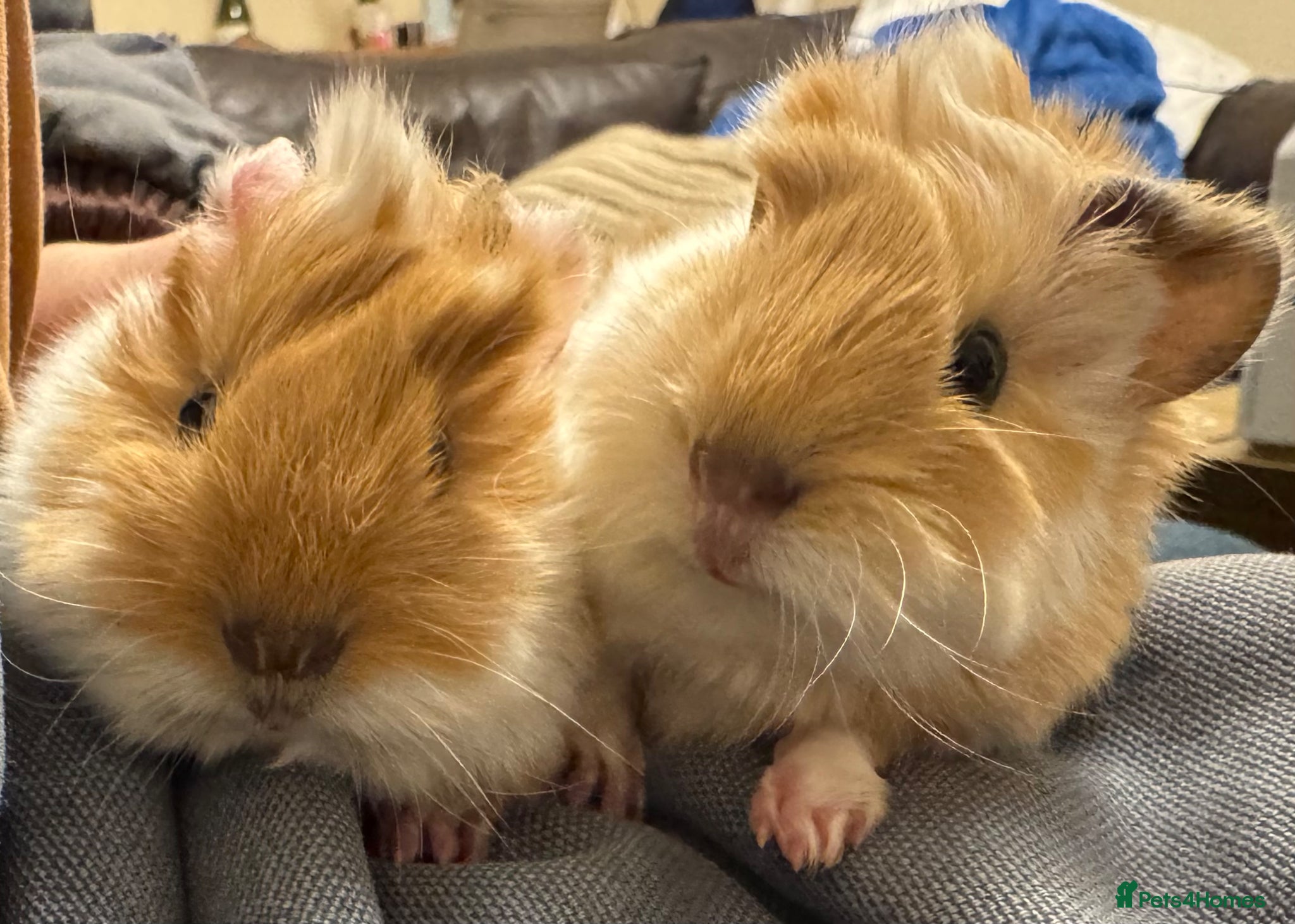 Guinea Pig rodents Pure Bred Peruvian Cream - Advert 8