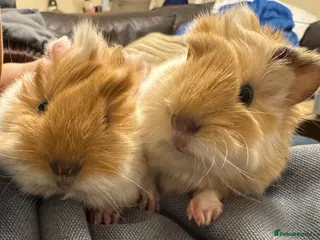 Guinea Pig rodents Pure Bred Peruvian Cream - Advert 8