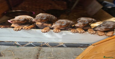 Dobermann dogs - Advert 1