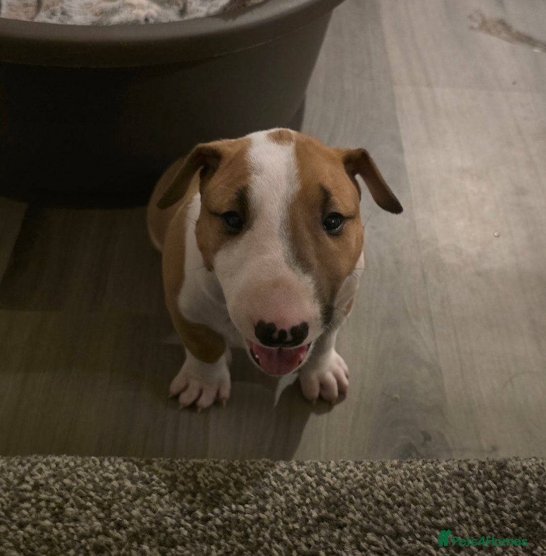 English Bull Terrier dogs for sale: Beautiful girl - Image 3