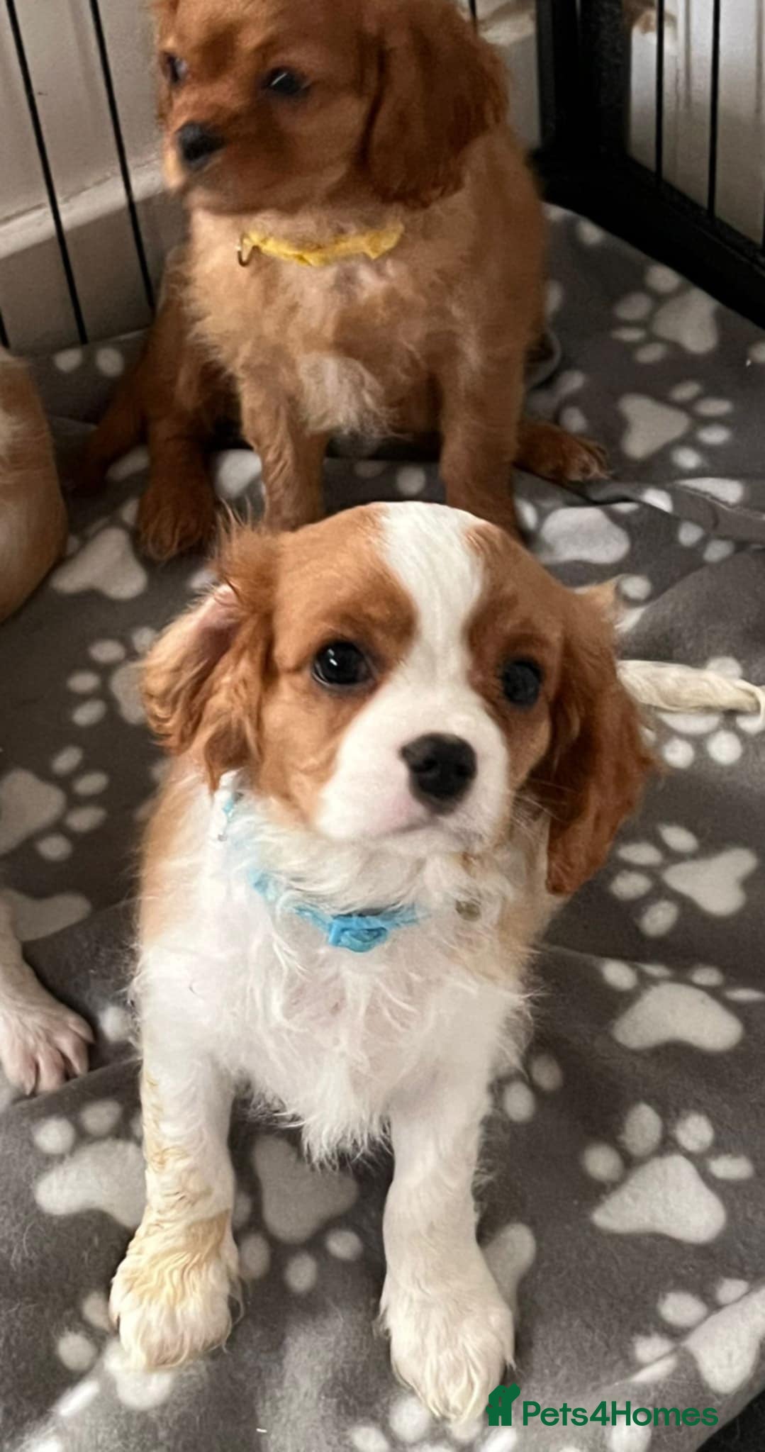 Cavalier King Charles Spaniel dogs One Kc reg Cavalier king Charles boy left - Advert 8