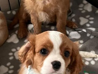 Cavalier King Charles Spaniel dogs One Kc reg Cavalier king Charles boy left - Advert 1