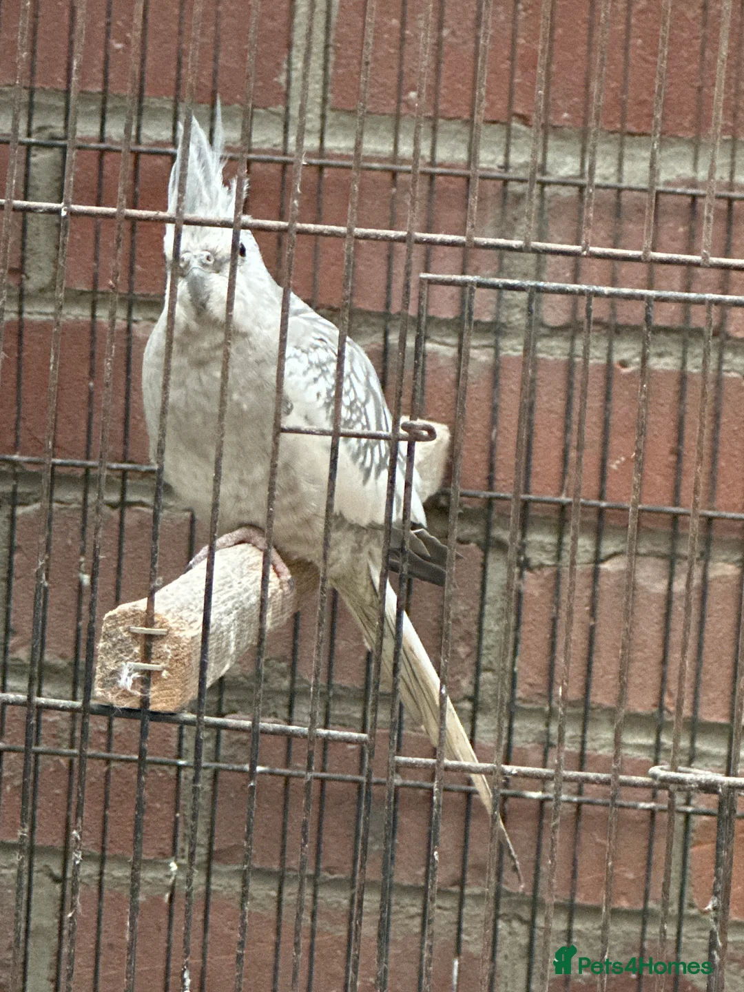 Cockatoo birds for sale: Proven breeding pair of Cocktail - Advert 4