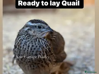Quail poultry for sale: Female Quail at point of lay ready 4th June - Advert 4