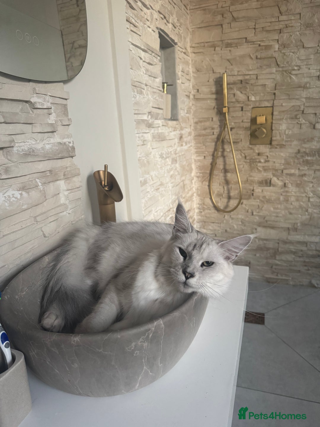 Maine Coon cats for sale: Silver shaded Maine coon female - Image 7