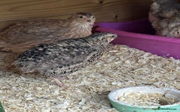 Quail poultry for sale: Group of Coturnix for sale  - Image 2