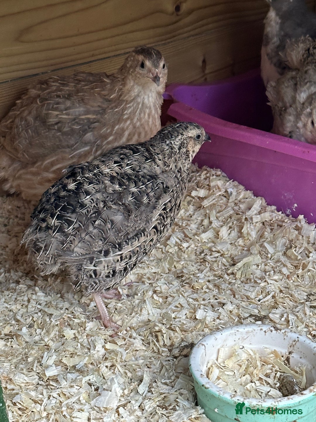 Quail poultry for sale: Group of Coturnix for sale  - Image 2