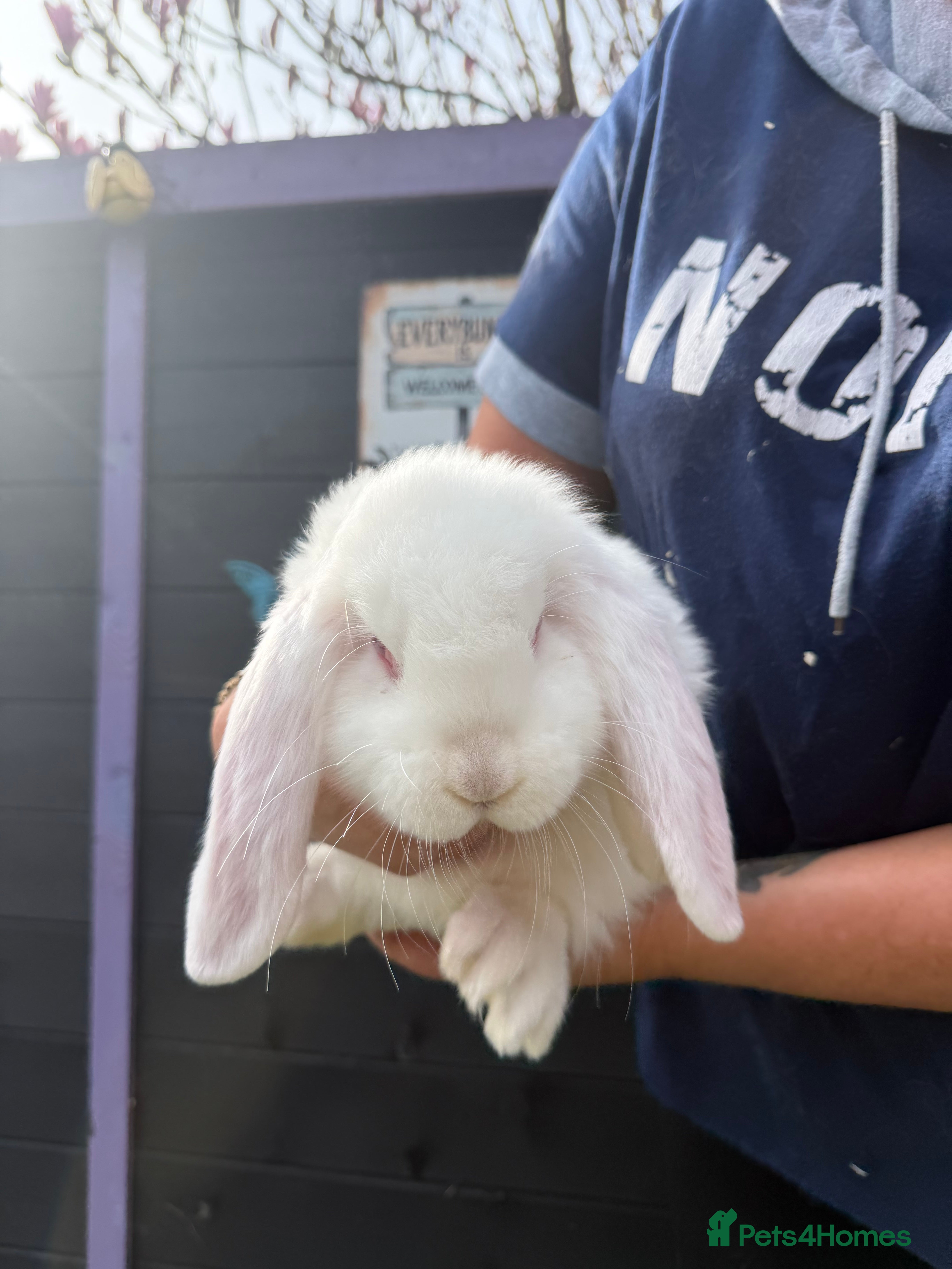 French Lop rabbits French lops  - Advert 3